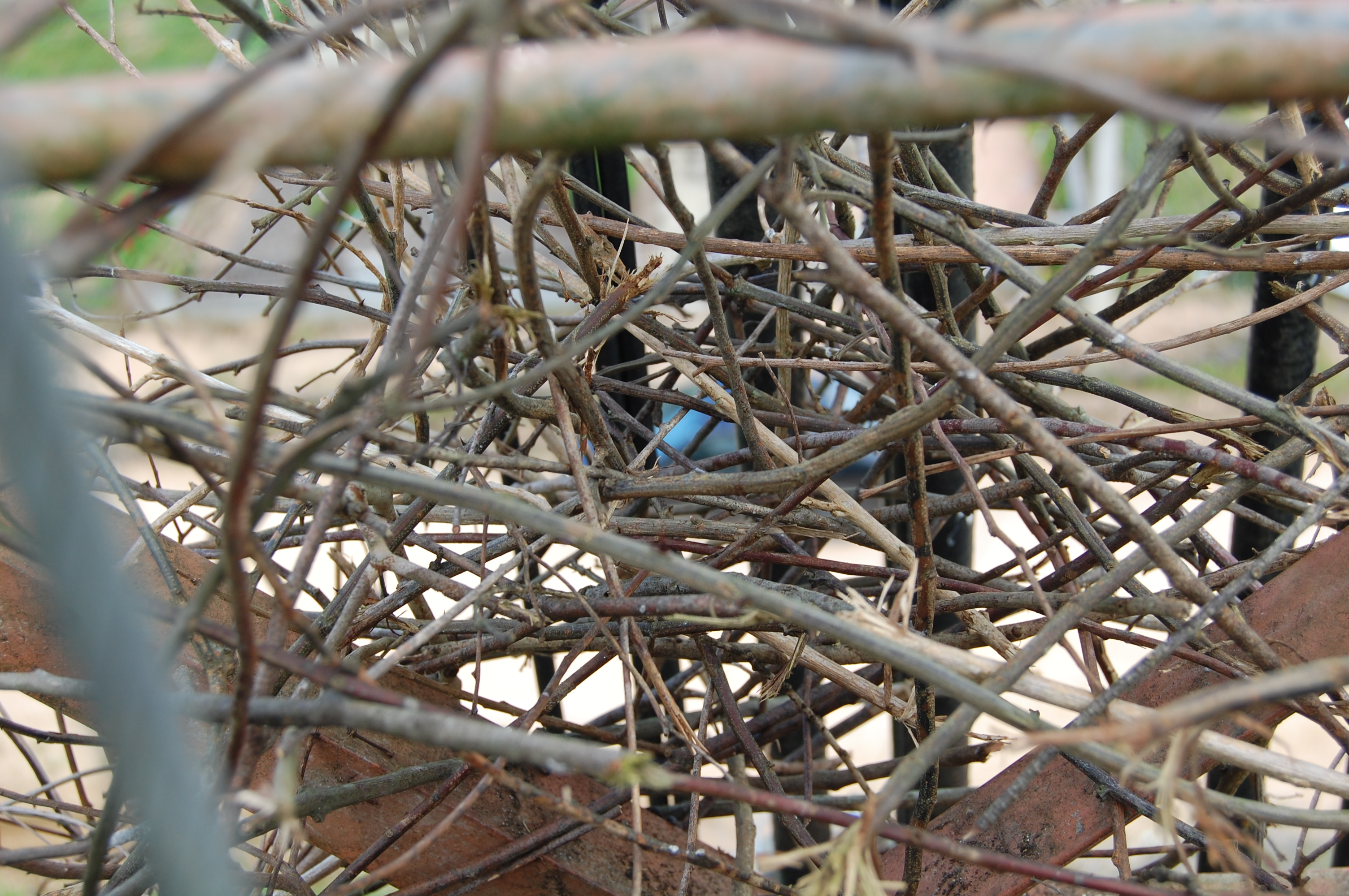 Trabalho técnico de manejo de fauna sinantrópica realizado por equipe especializada