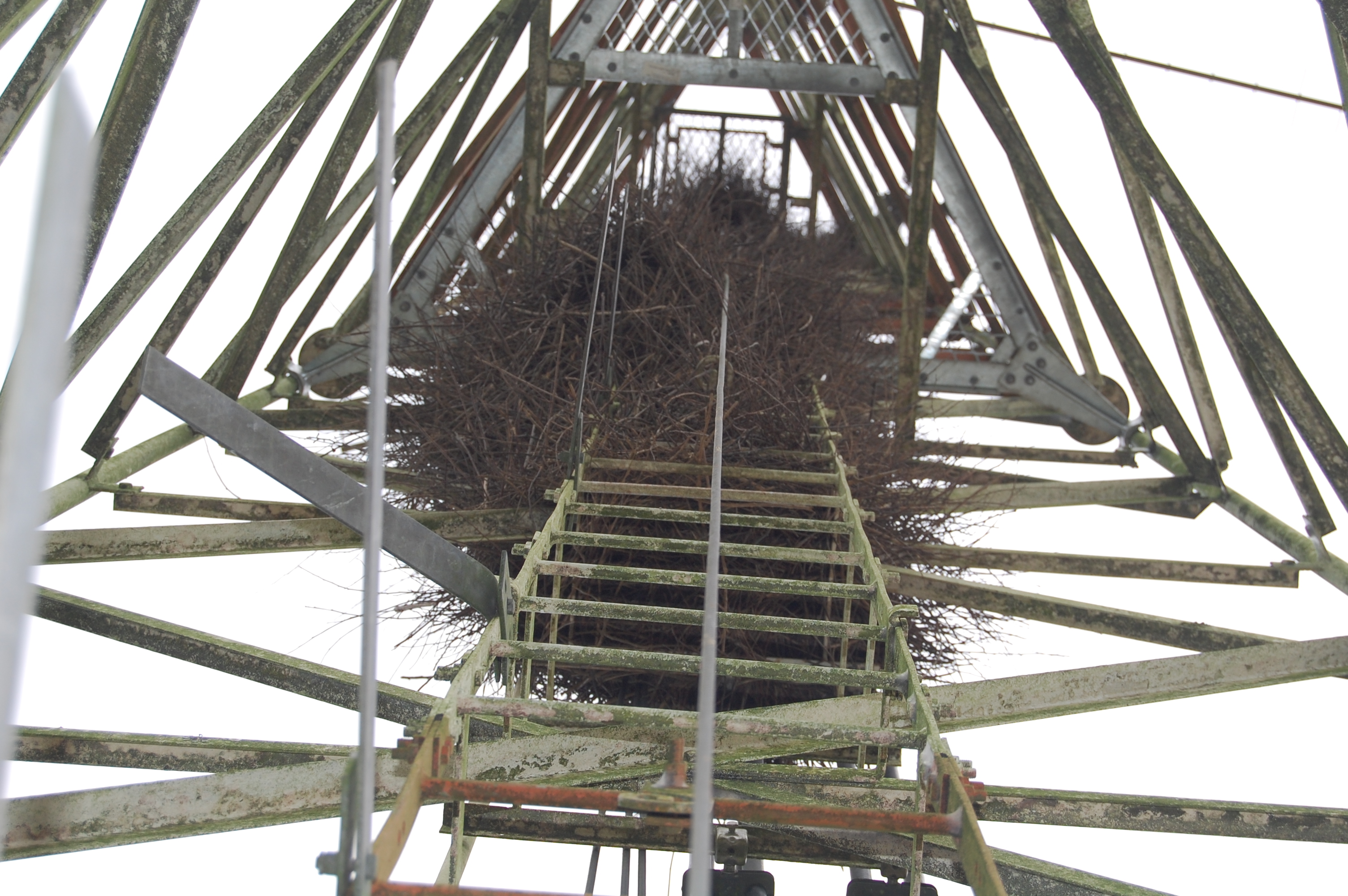 Serviços de manejo de fauna sinantrópica com autorizações ambientais