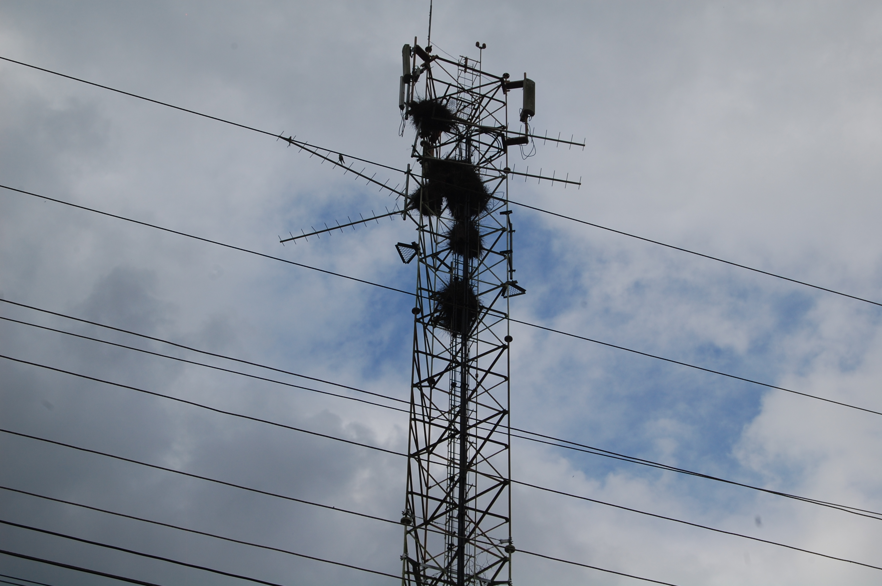 Atividades de manejo de ninhos de fauna sinantrópica em ambiente urbano